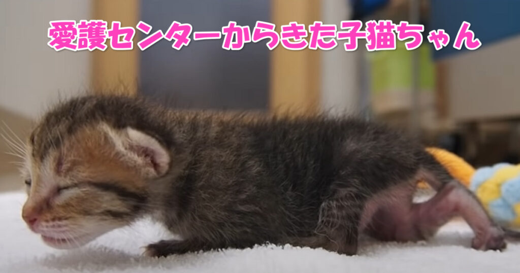 愛護センターからやって来たちっちゃな子猫ちゃん