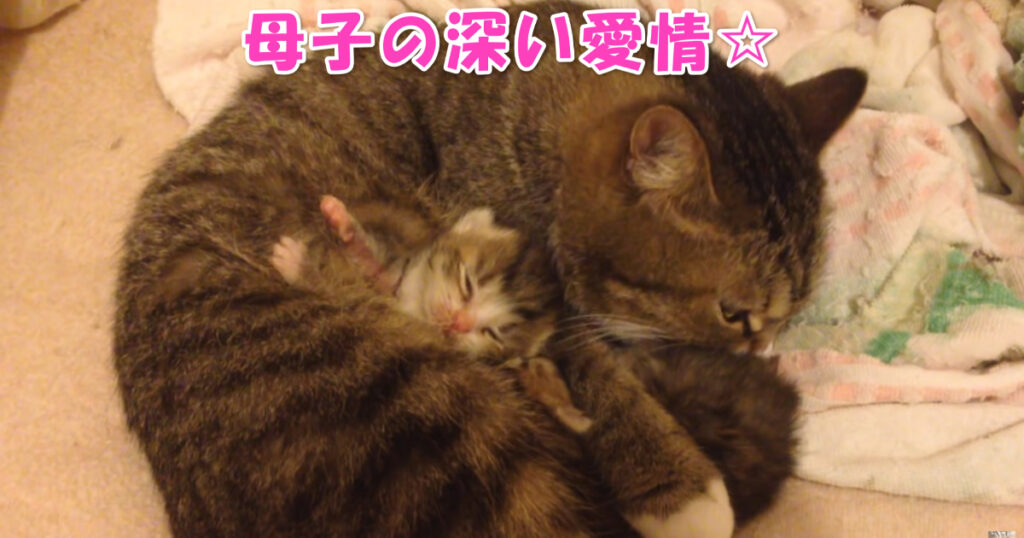 母子の深い愛。　愛情をそそぐお母さんニャンコと甘える子猫ちゃん