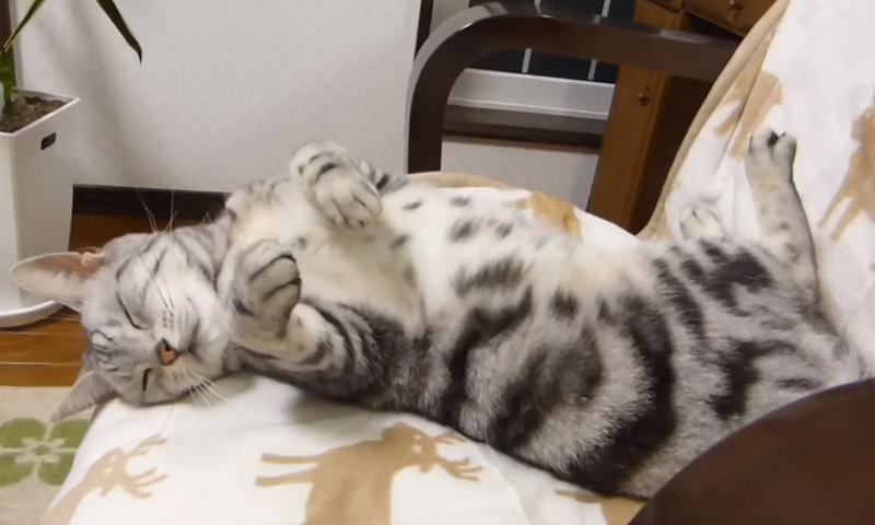 猫じゃらし　No-2