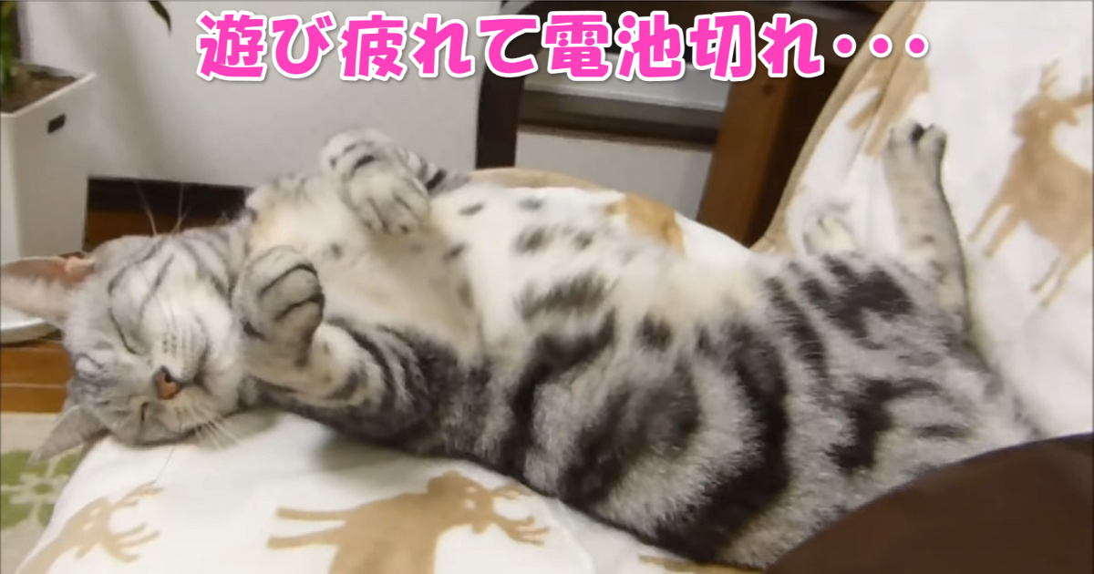 猫じゃらし　アイキャッチ