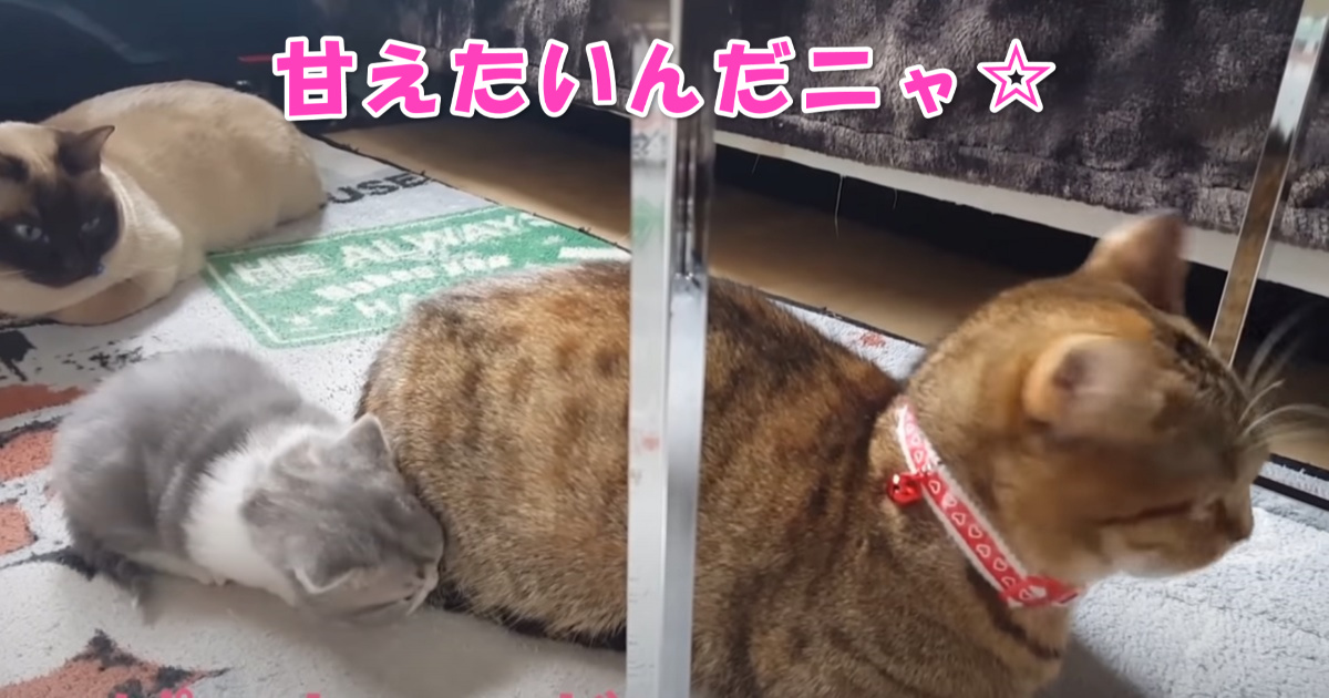 甘える子猫ちゃん　アイキャッチ