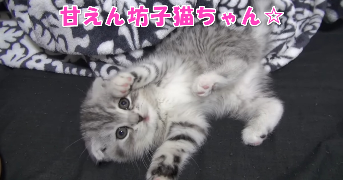 甘えん坊子猫ちゃん　アイキャッチ