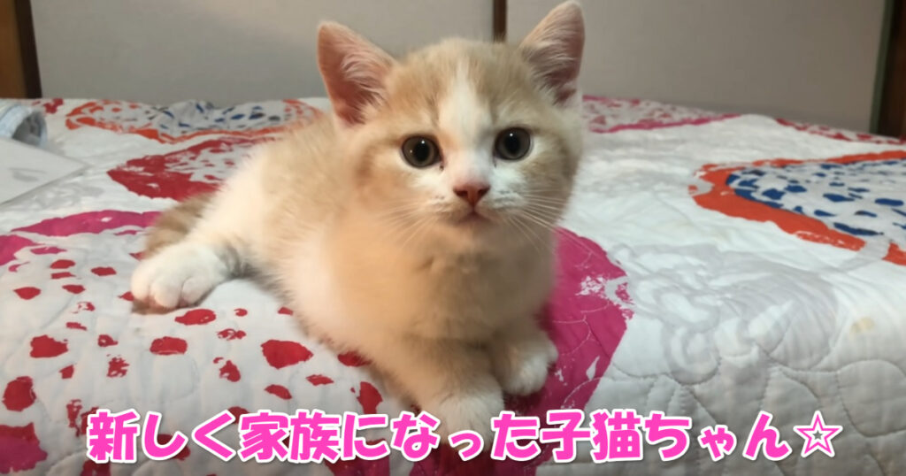 これからよろしく☆　家に来た初日から甘えまくりな子猫ちゃん