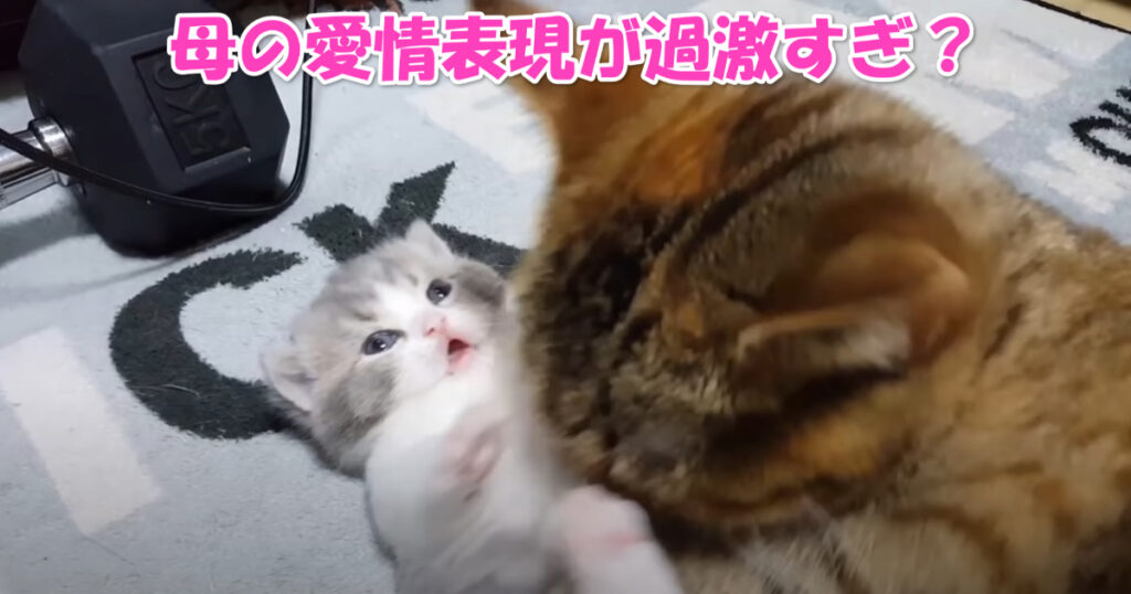 過激すぎる？　お母さんニャンコの子猫ちゃんへの激しすぎる愛情表現