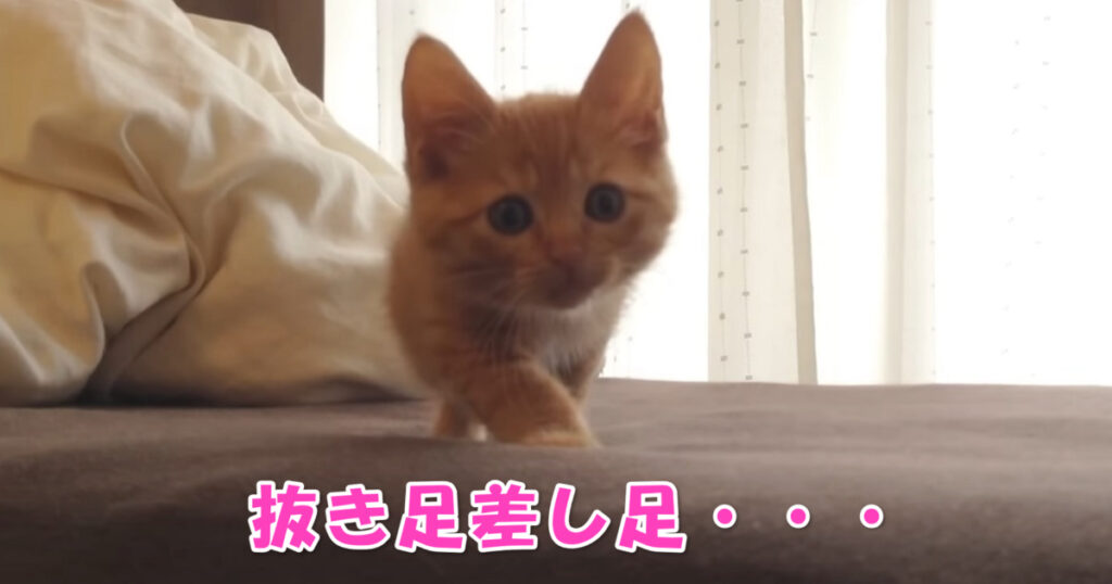 抜き足差し足。　何故かだゆ～っくりと近づいてくる子猫ちゃん