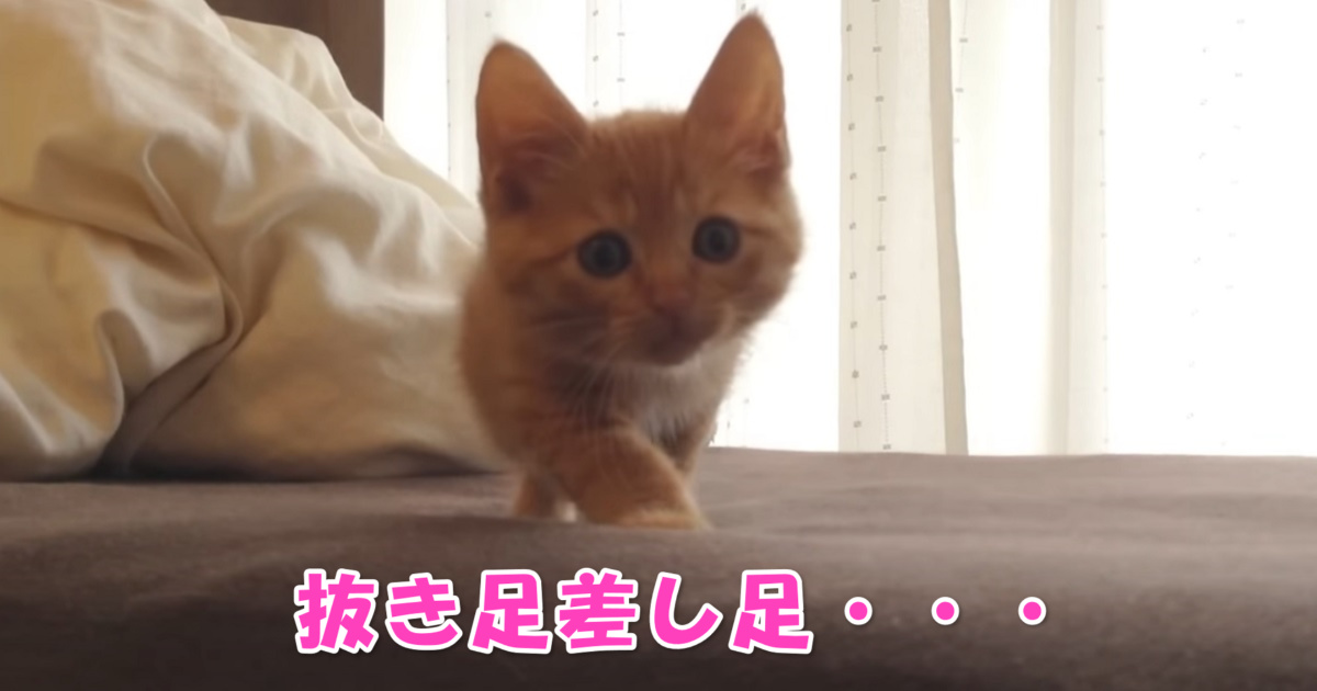 子猫ちゃんの歩き方　アイキャッチ