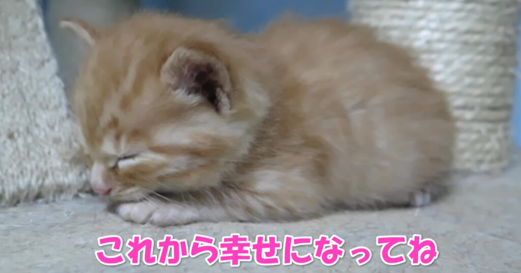 元気に育って幸せになってね。　保護されたばかりのちっちゃな子猫ちゃん