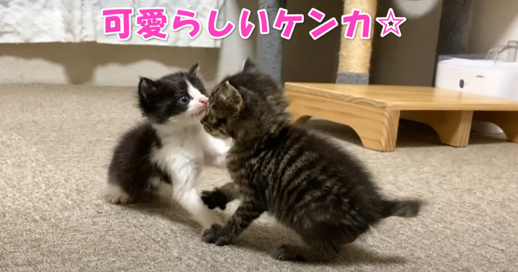 可愛いケンカ。子猫ちゃん同士のケンカが可愛らしすぎます♡