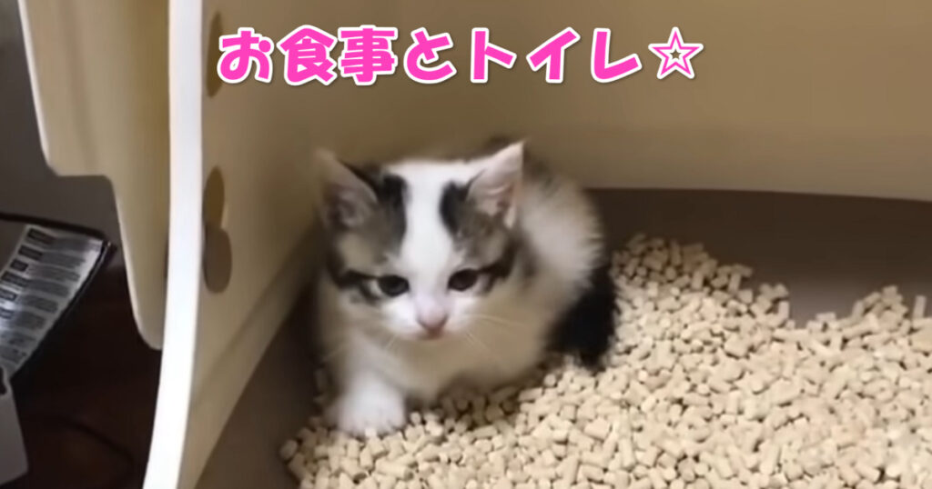 ご飯が終わればトイレだよ。子猫ちゃんの賢くて可愛らしい行動。