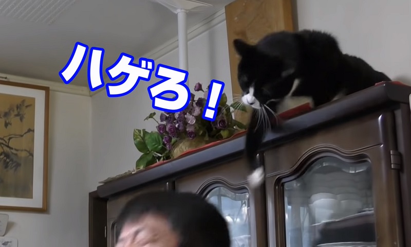 猫パンチ　No-1