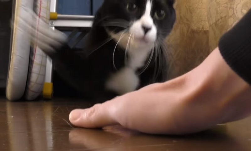 猫パンチ　No-2