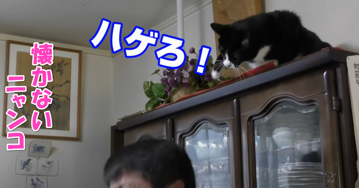 猫パンチ　アイキャッチ