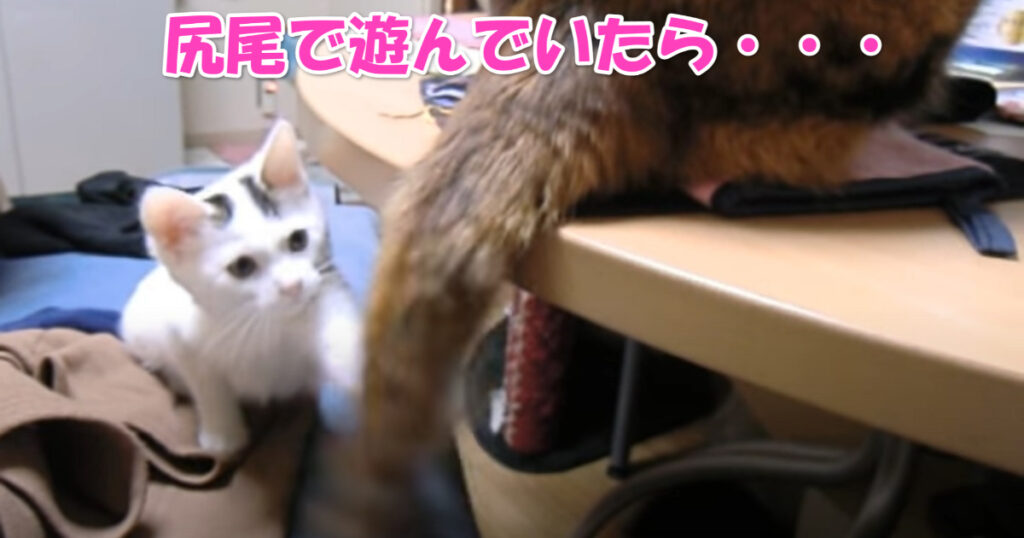 いい加減にしなさい！　尻尾で遊んでいたら大人ニャンコに怒られちゃった子猫ちゃん