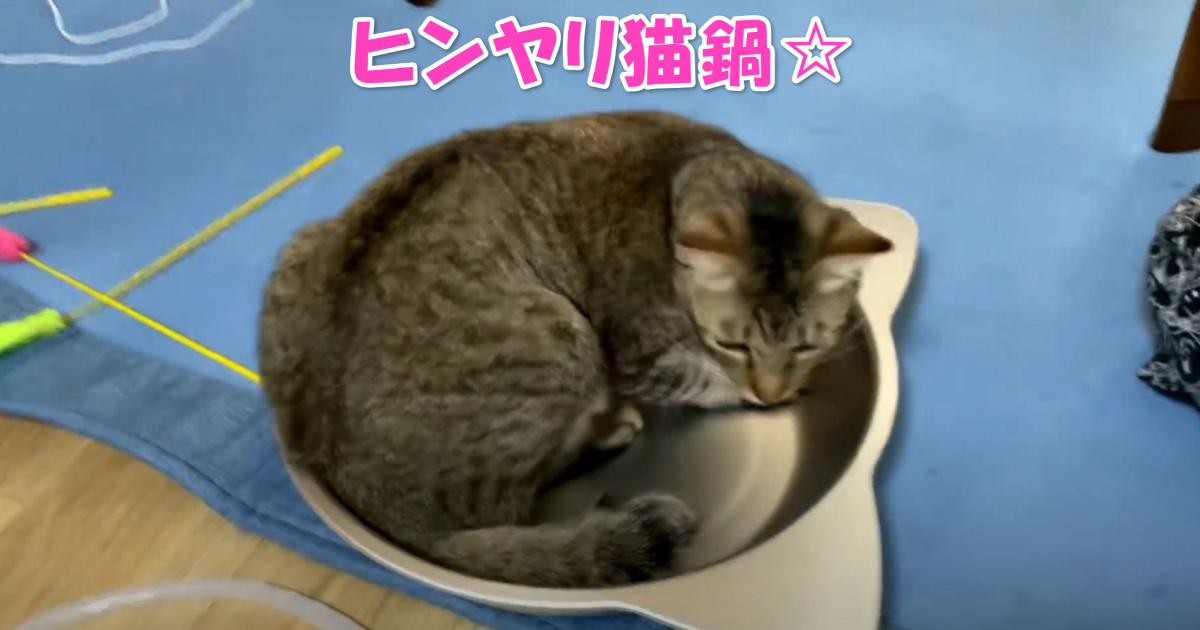 猫鍋　アイキャッチ