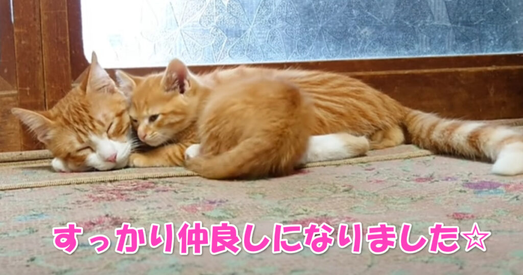 新入り保護子猫ちゃん。先住保護猫ちゃんとすっかり仲良しになりました☆