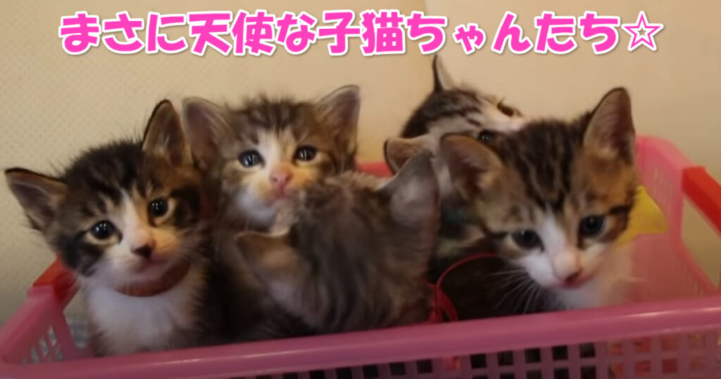 子猫ちゃんは天使です。それを体現する５匹の兄弟子猫ちゃんたち