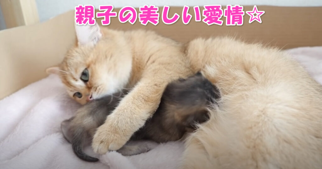 親子の愛情。子猫ちゃんとお母さんニャンコの心温まる光景と、お父さんニャンコの優しい行動。