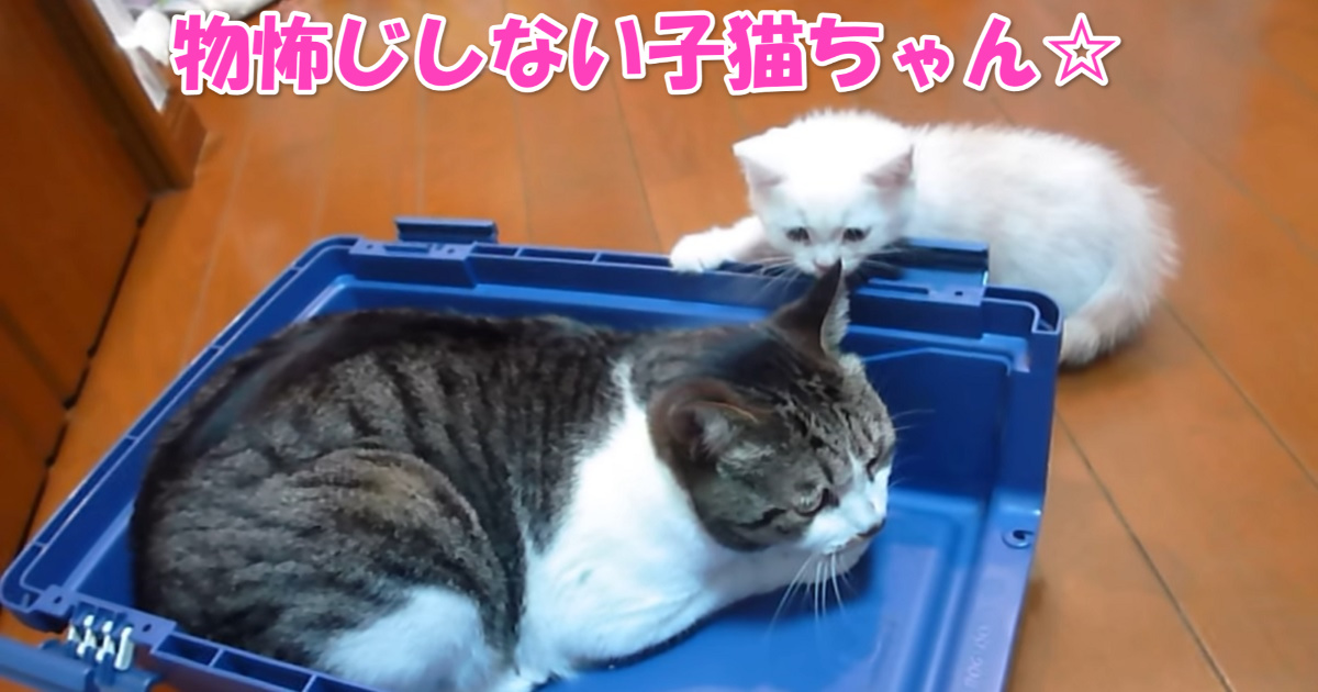 物怖じしない子猫ちゃん　アイキャッチ