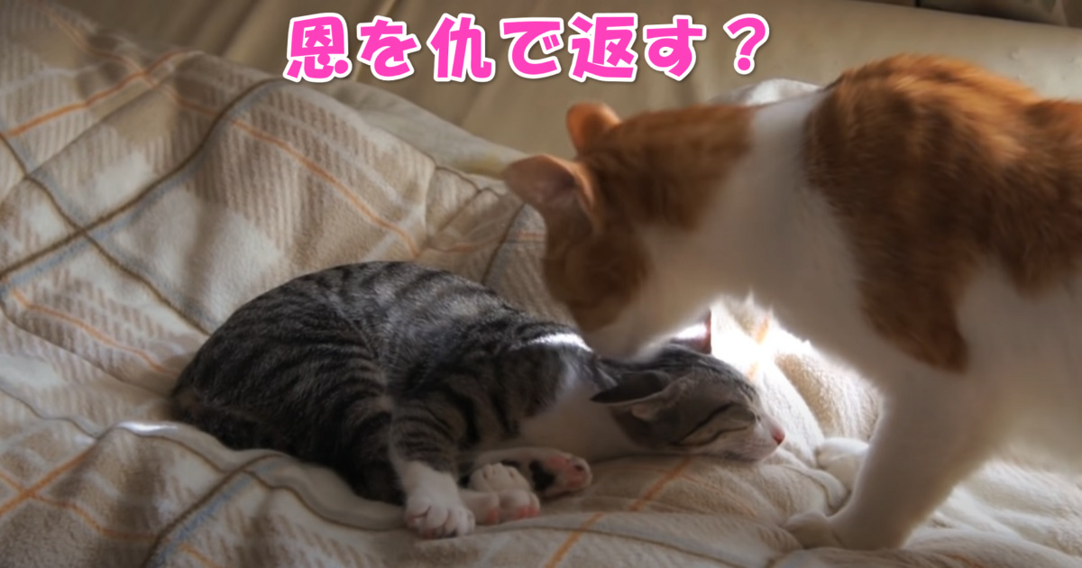 やんちゃな子猫ちゃん　アイキャッチ