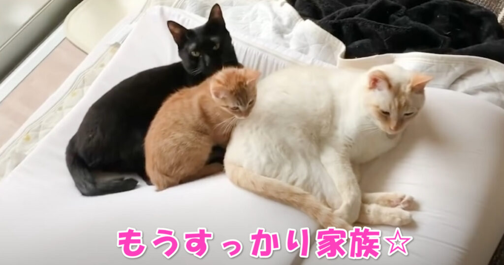 すっかり家族の一員☆　保護猫ちゃんと先住ニャンコたち