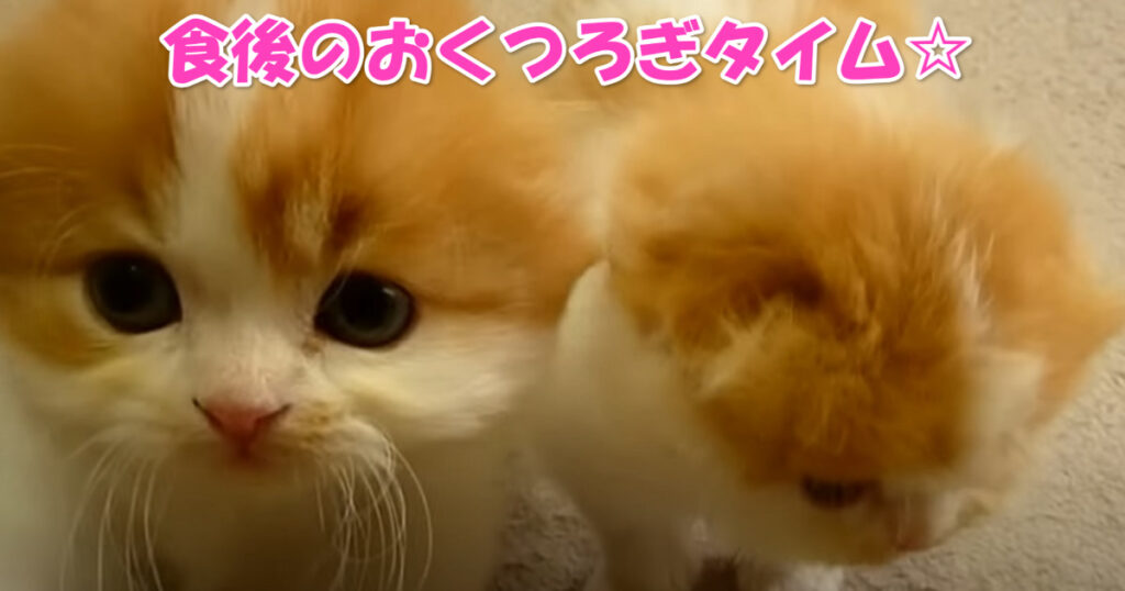 満腹だニャ～☆　スコティッシュフォールドの子猫ちゃんたちの食後のおくつろぎタイム