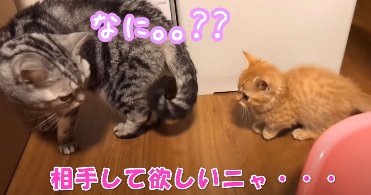 マンチカンの子猫ちゃん　アイキャッチ