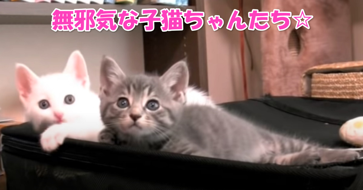 無邪気な子猫ちゃんたち　アイキャッチ