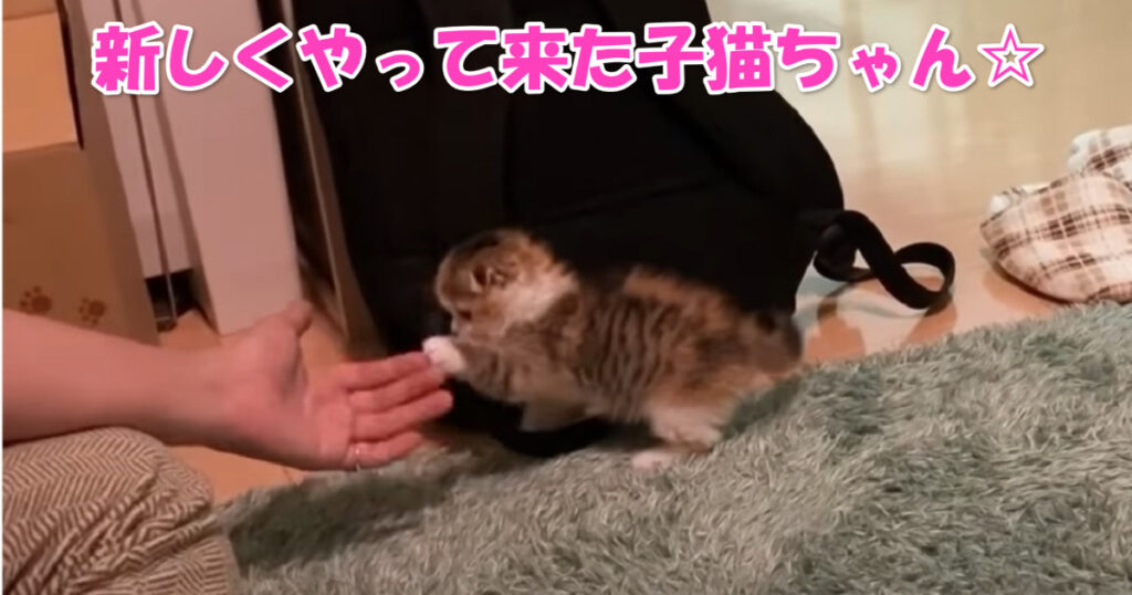 いらっしゃい☆　お家にやって来た当日の子猫ちゃん