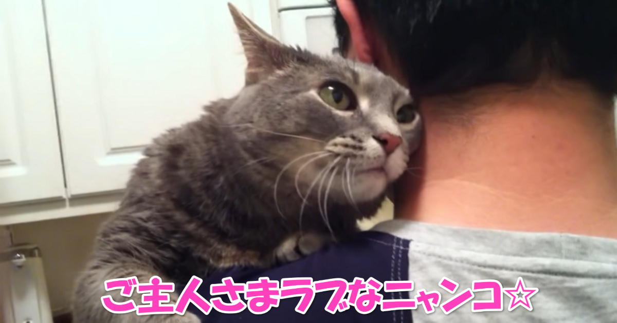 甘えるニャンコ　アイキャッチ