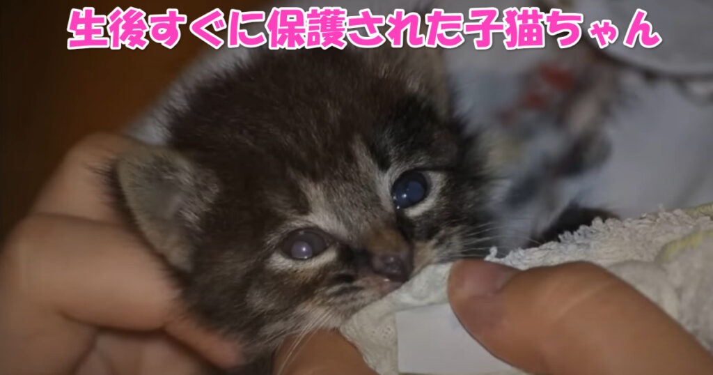 生後数日で捨てられていたところを保護された子猫ちゃん、これからの幸せを祈ります