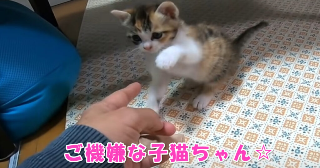 ご機嫌子猫ちゃん☆　相手をしてもらって喜ぶ子猫ちゃん