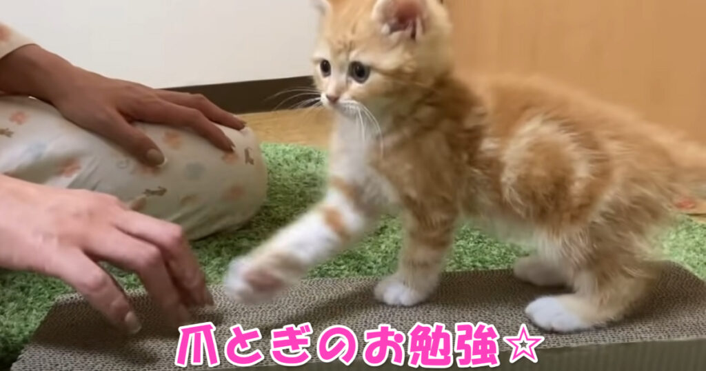 頑張ってね☆　爪とぎをお勉強中の子猫ちゃん