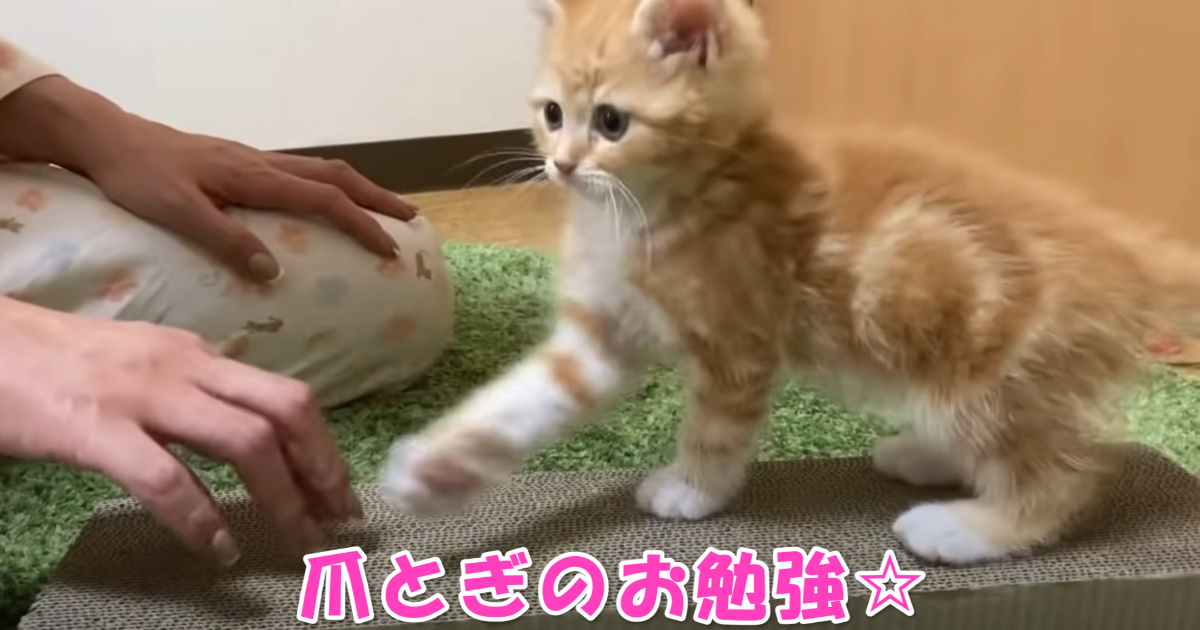 爪とぎ　アイキャッチ