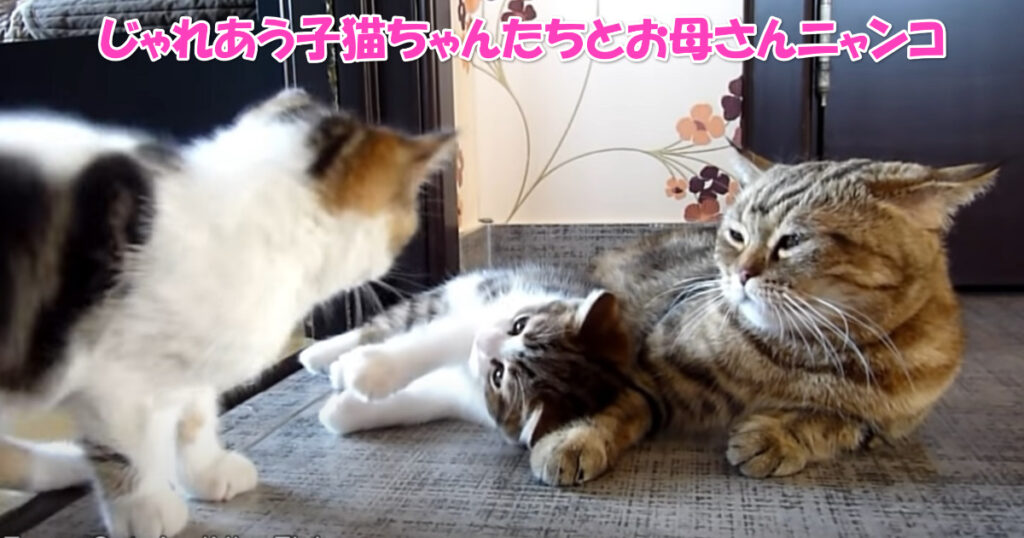 幸せな家族の光景☆　楽しそうに遊ぶ子猫ちゃんたちと、それを見守るお母さん