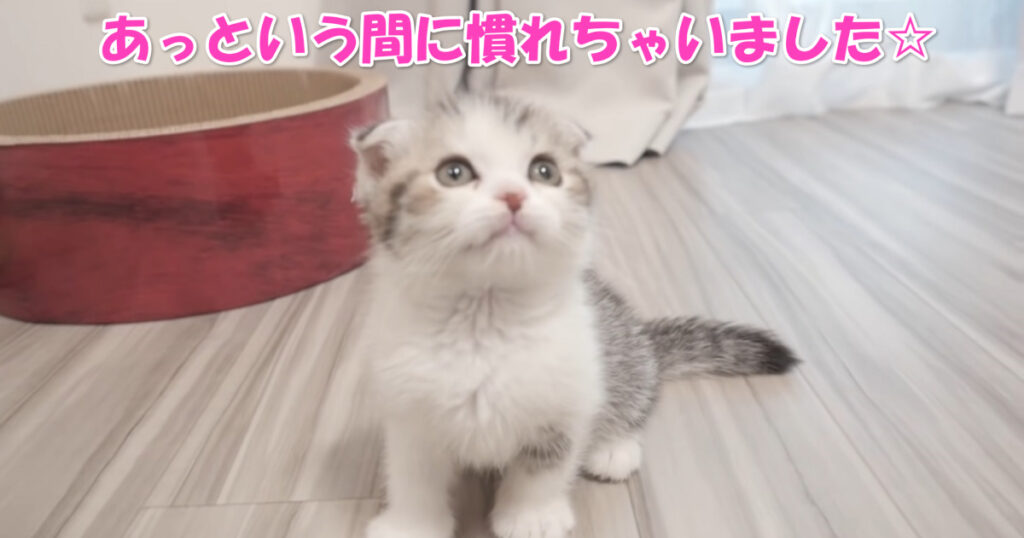 すぐになじんじゃってます(^^)　お家にやって来たばかりのマンチカンの子猫ちゃん