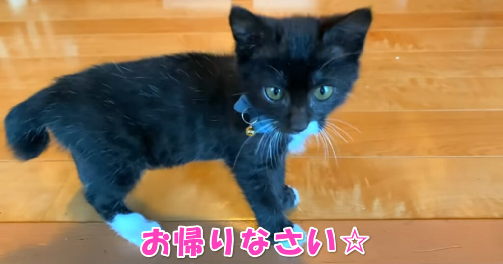 待ってたんだニャ☆　ご主人様をお出迎えする子猫ちゃん