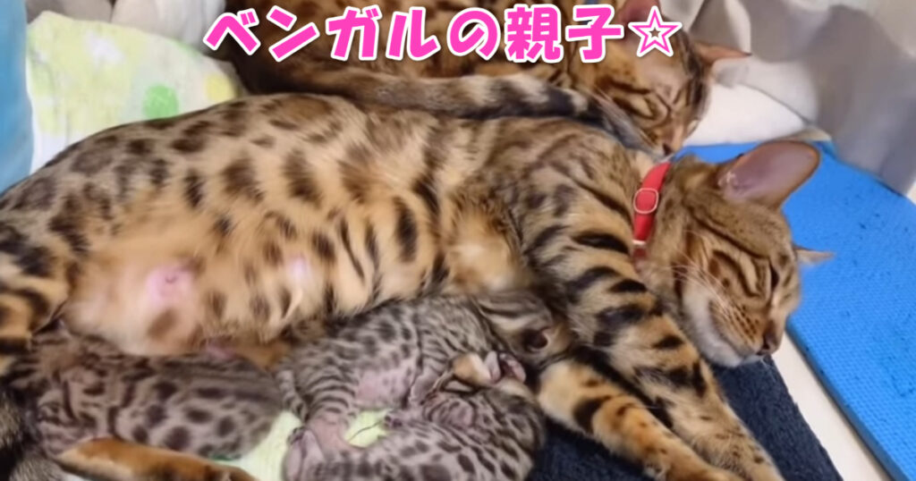 大きくな～れ☆　ベンガル子猫ちゃんの成長とお世話を頑張る親ニャンコ