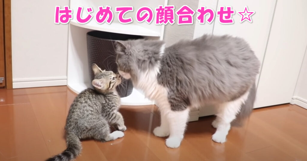 温かい光景☆　先住ニャンコと新入り子猫ちゃんの初対面