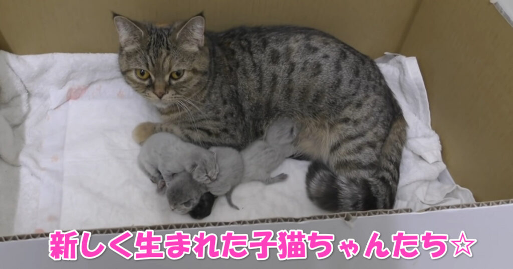 可愛い子猫ちゃんたち♡　お母さんニャンコが生まれた子猫ちゃんたちを見せてくれました