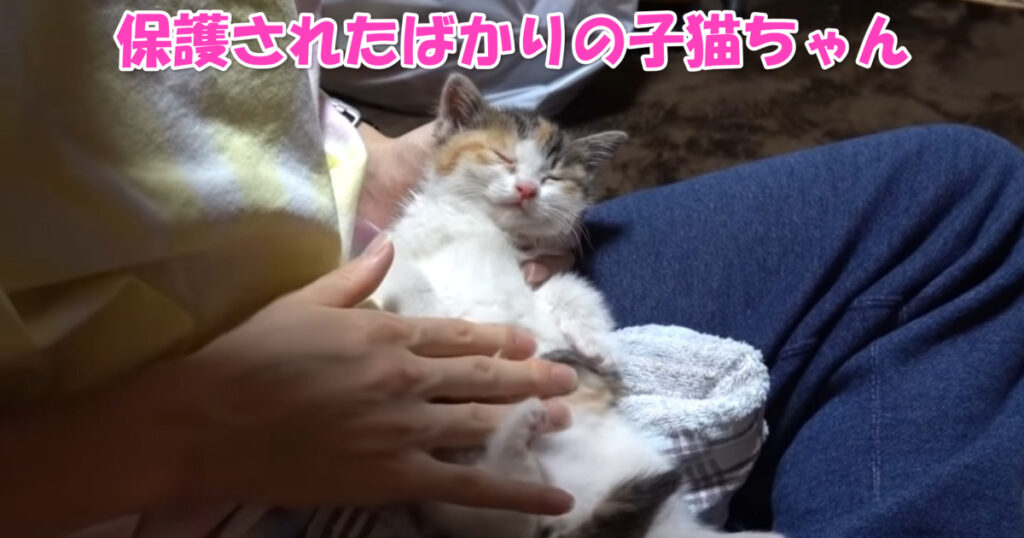 幸せになってね☆　ご近所で保護された子猫ちゃん