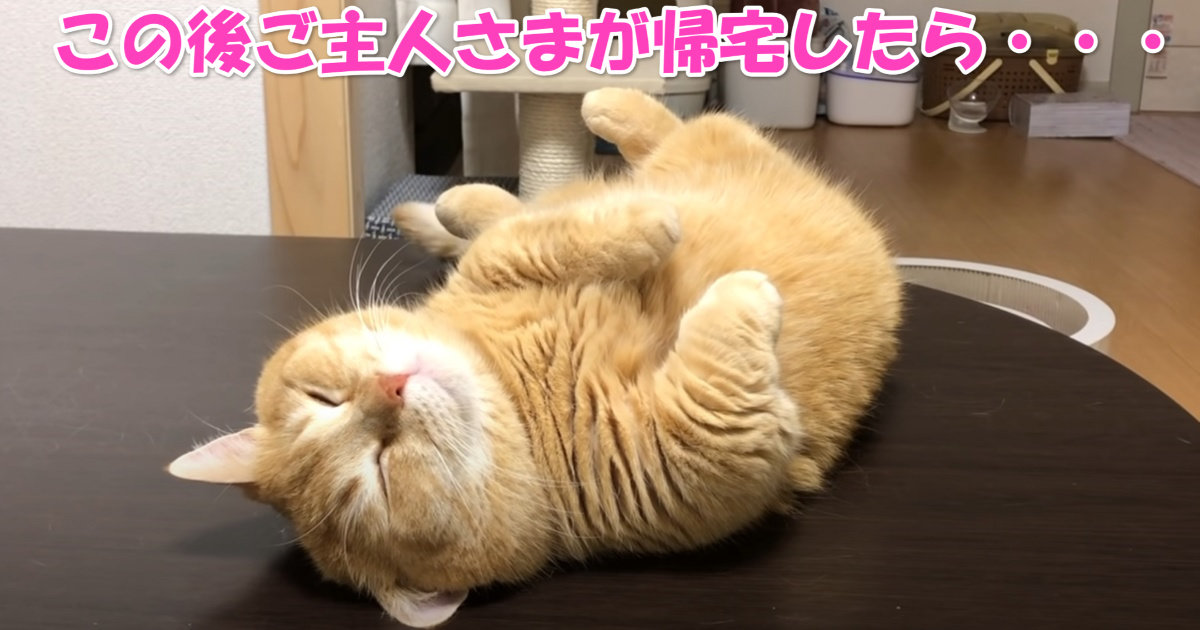 マンチカン　アイキャッチ