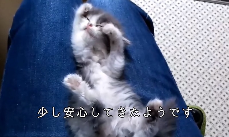 保護された子猫ちゃん　No-2