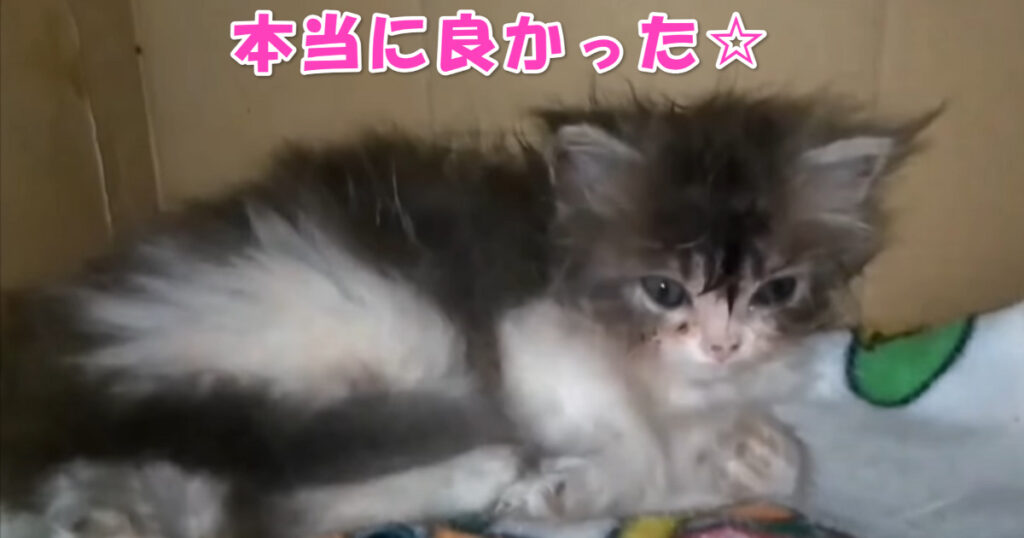 蚤だらけで保護された子猫ちゃん、元気に回復してくれました☆