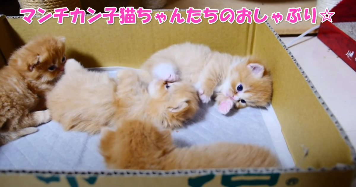 マンチカンの子猫ちゃんたち　アイキャッチ