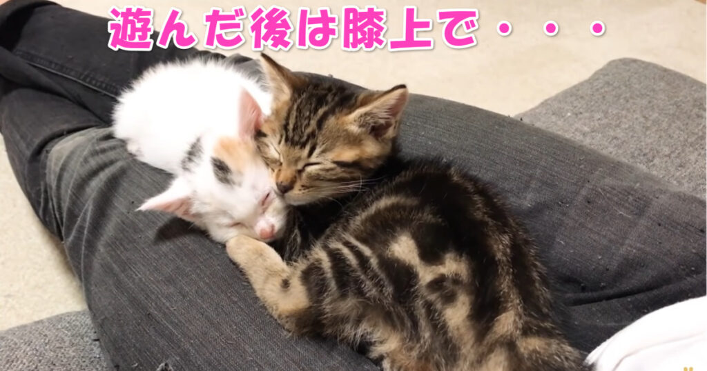 遊び疲れ☆　元気に遊んだあと膝上で眠っちゃう子猫ちゃんたち