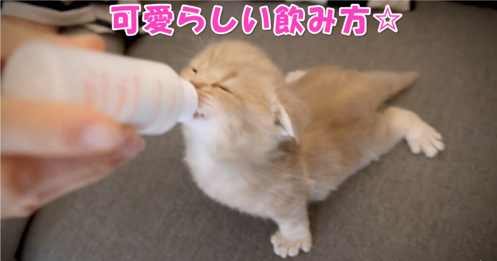 オットセイそっくり？　夢中になってミルクを飲む子猫ちゃん