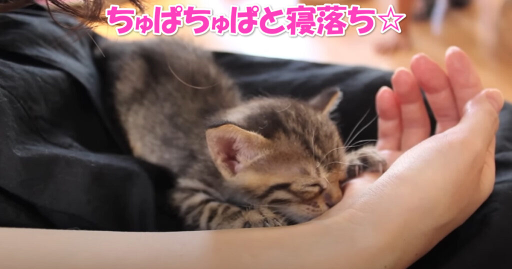 お母さん代わり☆　ちゅぱちゅぱと寝落ちを交互に繰り返している子猫ちゃん