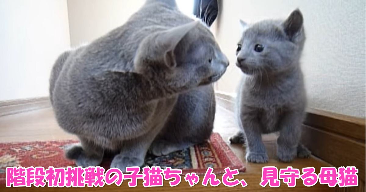 母猫と子猫ちゃん　アイキャッチ