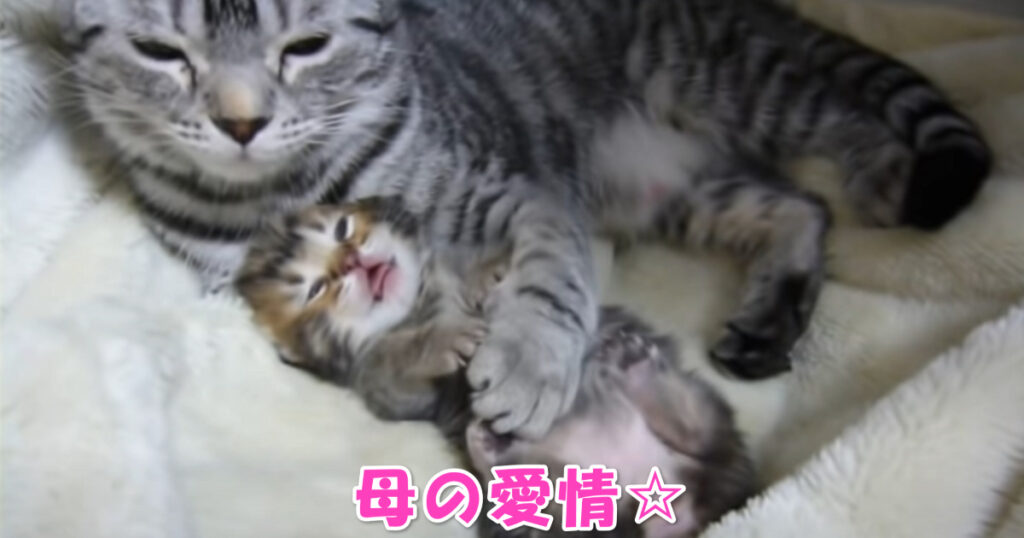 母の愛情があふれています。ちっちゃな子猫ちゃんとお母さんニャンコ。