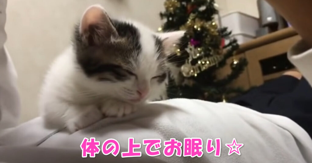 一緒に寝たいニャ☆　眠るためにお腹の上に上ってくる子猫ちゃん